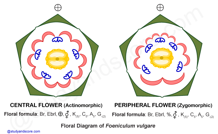 Apiaceae flower, floral characters, foeniculum vulgare, carrot family, parsley, free notes